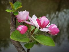 -海棠花溪(元大都城垣遗址公园)