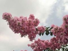 -武汉紫薇都市田园