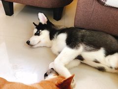 -喜柴咖啡·柴犬狗咖