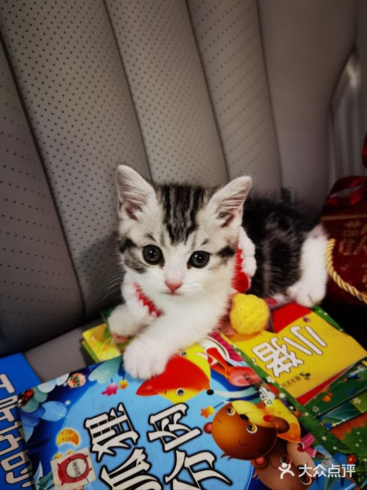 欣宠猫屋·矮脚拿破仑·蓝金金渐层图片