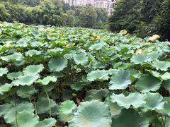 -龙头寺公园