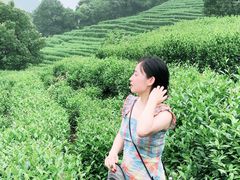 -十八棵（老龙井）御茶园(老龙井店)