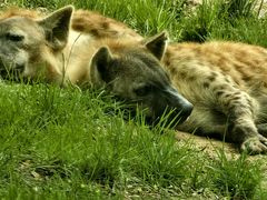 -北京野生动物园