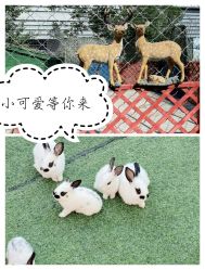 -萌宠亲子动物乐园(槐房万达店)