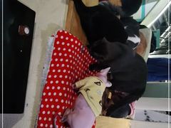 -猫小院猫主题咖啡厅(北锣店)