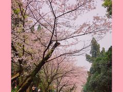 -武汉大学-樱园