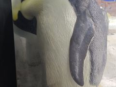 -海合安武汉极地海洋公园