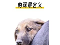 -翊宠yipet猫狗购宠庄园犬舍•猫舍