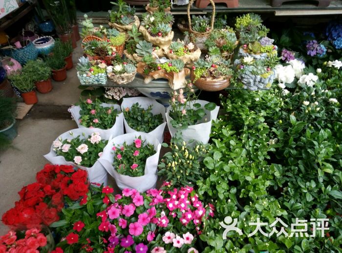 三林花鸟市场图片 - 第15张