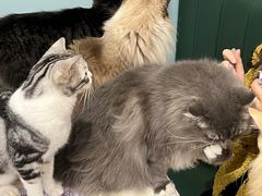-安格丽娜·狗咖·猫咖羊驼咖(春熙路百盛商场店)