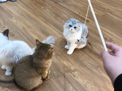 -COLOR PETS 撸猫馆·购猫·猫咖(长风大悦城店)