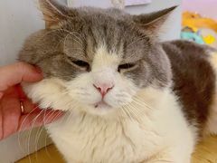 -more than meow吴止猫主题餐厅(承德 中船汇店)