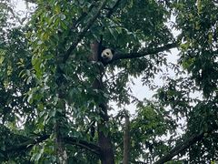 -中国大熊猫保护研究中心雅安碧峰峡基地