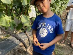 -马陆小张葡萄园农家乐