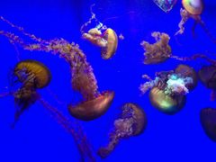 -上海海洋水族馆