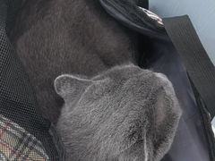 -纳吉亚猫专科动物诊疗中心(蒋宅口分院)