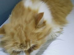 -喵的天空名猫咖啡馆·撸猫·猫舍·用品