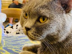 -平行世界·猫咖(首经贸店)