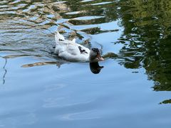 -胖媳妇烧洋芋(螺峰街总店)