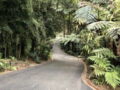 -墨尔本皇家植物园