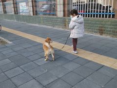 -翊宠yipet猫狗购宠庄园犬舍•猫舍
