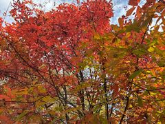 -吉林市朱雀山国家森林公园