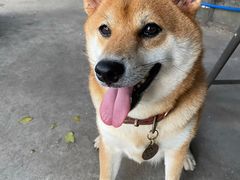 -柴犬高等学院·狗咖·柴犬售卖·宠物训练