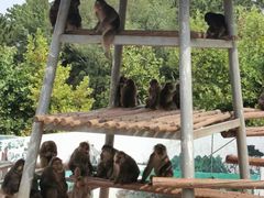 -西霞口神雕山野生动物世界