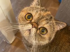 -滚猫咖啡·猫咖·猫友好撸猫(未来城店)