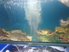 -桔子海鲜烧烤大排档(金沙滩店)