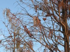 -博林天瑞喜来登酒店·西丽尚膳