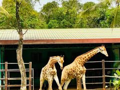 -海南热带野生动植物园