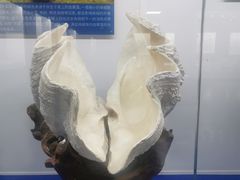 -贝壳王国博物馆