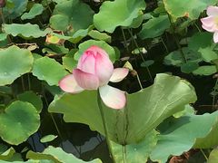 -昆山城市生态森林公园