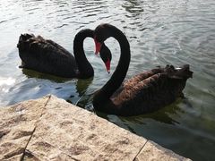 -行者书屋大堂吧 ·下午茶(南京圣和府邸酒店)