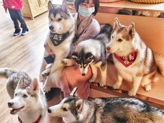 -Husky Go! 哈士奇体验馆·宠物咖啡厅狗咖
