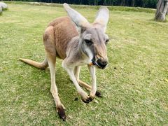-泉州海丝野生动物世界