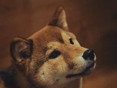 -柴务处·柴犬主题狗咖