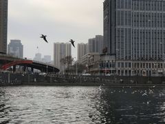 -海河游船-永乐码头(大悲院)