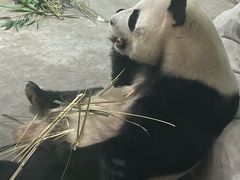 -栾川竹海野生动物园