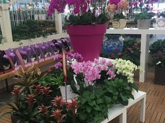-荷兰花海