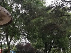 -铁山坪森林公园