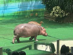 -广州长隆飞鸟乐园