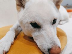 -柴务处·柴犬主题狗咖