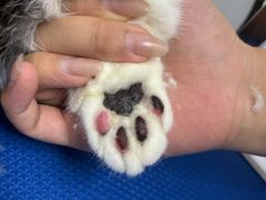 -博特宠物医院24h犬猫全科.骨科·异宠