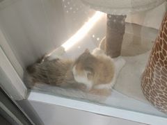 -COLOR PETS 撸猫馆·购猫·猫咖(长风大悦城店)