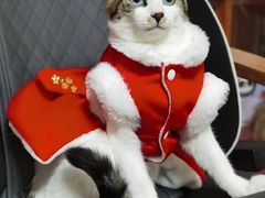 -爱侣宠医·鹦鹉专科·小型哺乳类·异宠专科(灵石路店)