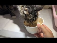 -宠爱国际动物医院·消化内科·心肾内科·ISFM猫友好(望京店)