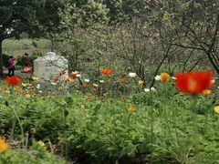 -天适樱花悠乐园