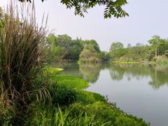 -桤木河湿地公园